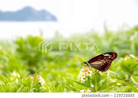 大分縣姬島的淺鱈魚 大分縣姬島的淺鱈魚 119728885