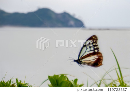 大分縣姬島的淺鱈魚 119728887