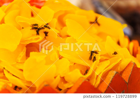Yellow wasps on dried fruits close -up 119728899