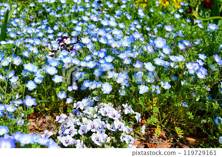 粉蝴蝶花、青金石花、日本 119729161