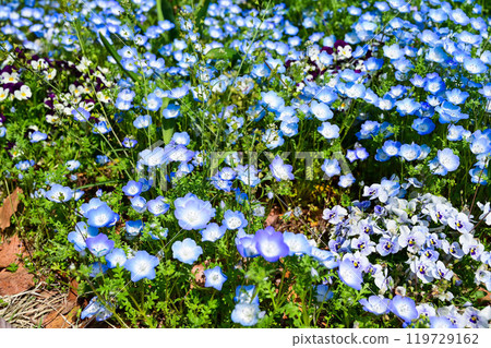 Butterfly flower, Lapis lazuli, Japan Butterfly flower, Lapis lazuli, Japan 119729162