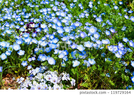 Butterfly flower, Lapis lazuli, Japan 119729164