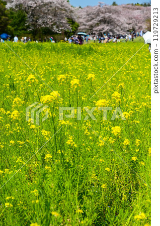 Yuna flower field, Yuna flower, Western Yuna flower field 119729213