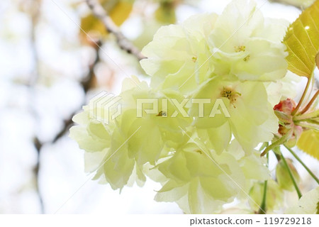 Turmeric yellow-green cherry blossoms close-up Turmeric yellow-green cherry blossoms close-up 119729218