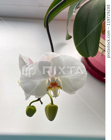 Delicate white orchid gracefully blossoms on a windowsill, with budding flowers reflecting the beauty of nature elegance. Soft light enhances the serene atmosphere, highlighting the purity and 119729288