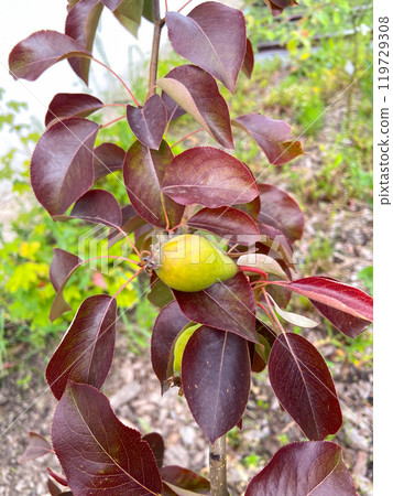 Solitary pear grows amid deep maroon leaves, showcasing the beauty of nature contrasts. The vibrant foliage highlights the developing fruit, symbolizing growth and abundance 119729308
