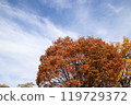 Autumn leaves and autumn sky 119729372