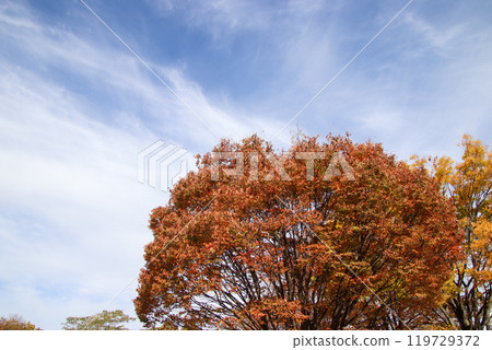 Autumn leaves and autumn sky 119729372