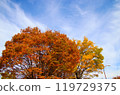 Autumn leaves and autumn sky 119729375
