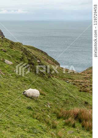 Grazing sheep on slope near Slieve League cliffs Donegal Ireland Atlantic Ocean scenic background 119729458
