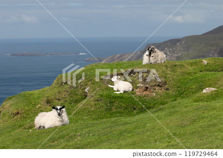 Sheep and lamb rest on lush hill at Slieve League with expansive view of blue Atlantic Ocean 119729464