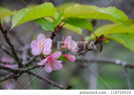 The pretty Kawazu cherry blossoms blooming in the woods of Moroyama Town The pretty Kawazu cherry blossoms blooming in the woods of Moroyama Town 119729520
