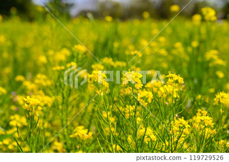 Yuna flower field, Yuna flower, Western Yuna flower field Yuna flower field, Yuna flower, Western Yuna flower field 119729526