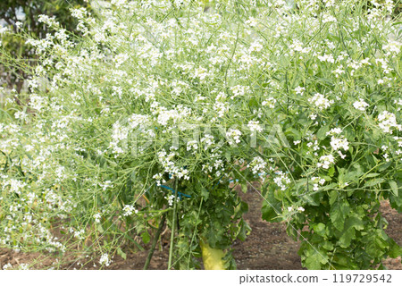 Daikon flower 119729542