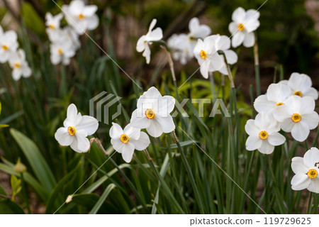 Close-up of white narcissus flowers (Narcissus poeticus) in spring garden. Beautiful daffodils against green bokeh background. Close-up of white narcissus flowers (Narcissus poeticus) in spring garden. Beautiful daffodils against green bokeh background. 119729625