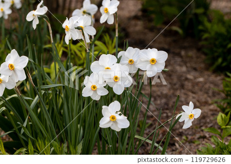Close-up of white narcissus flowers (Narcissus poeticus) in spring garden. Beautiful daffodils against green bokeh background. 119729626
