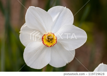 Close-up of white narcissus flowers (Narcissus poeticus) in spring garden. Beautiful daffodils against green bokeh background. 119729628