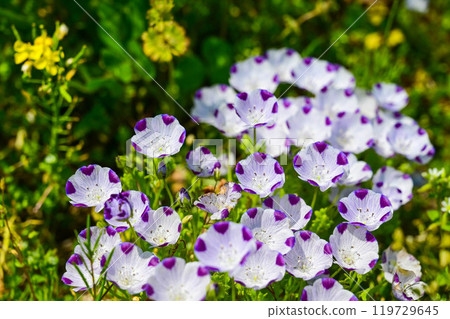 Purple Butterfly Flower, Butterfly Flower 119729645