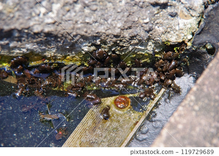 蝌蚪 蝌蚪 119729689