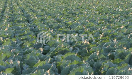 Expansive lettuce field illuminated by backlit sunlight 119729693