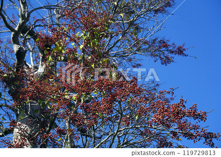 Spring March blue sky and red holly berries remaining on the tree 119729813