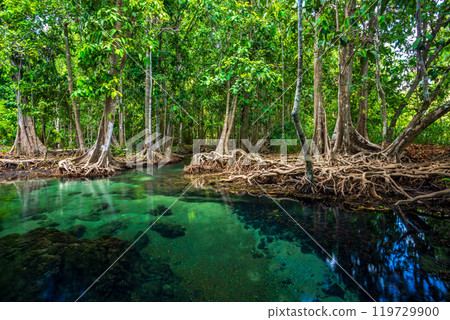 Tha Pom wetland, clear water stream canal, the mangrove forest in Krabi, Thailand 119729900