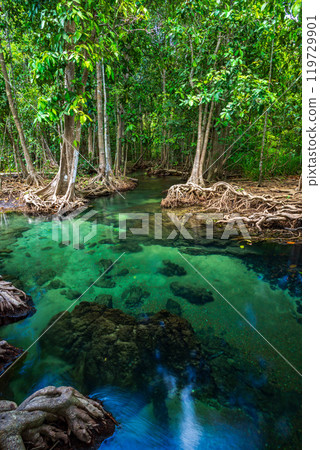 Tha Pom wetland, clear water stream canal, the mangrove forest in Krabi, Thailand Tha Pom wetland, clear water stream canal, the mangrove forest in Krabi, Thailand 119729901