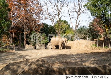 japan zoo elephant elephant zoo elephant ぞう ゾウ japan zoo elephant elephant zoo elephant ぞう ゾウ 119730017