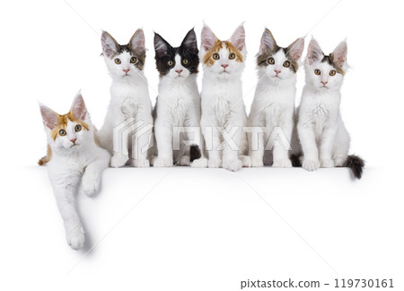 Maine Coon cat kittens on white background Maine Coon cat kittens on white background 119730161