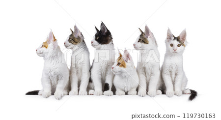 Maine Coon cat kittens on white background 119730163