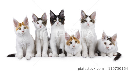 Maine Coon cat kittens on white background 119730164