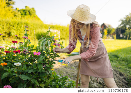 Young Caucasian 30s 40s woman gathering little flower plant in summer garden.. Gardener cutting color zinnia off with pruner for bouquet. Summer gardening work 119730178