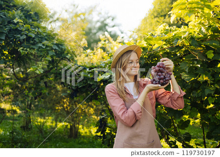 Close up of young Caucasian woman farmer winemaker checking grapes for quality on large vineyard plantation in Poland. Girl holding a bunch of pink grapes 119730197