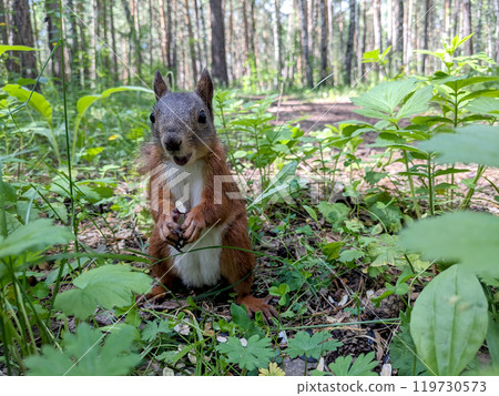 Squirrel in the forest there are seeds Squirrel in the forest there are seeds 119730573