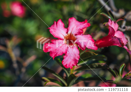 red blooming adenium flower on bush in summer in Asia in Vietnam close-up red blooming adenium flower on bush in summer in Asia in Vietnam close-up 119731118