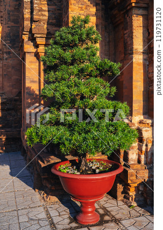cypress bonsai tree in a pot in a garden on pagoda in Vietnam in Asia in the summer outside cypress bonsai tree in a pot in a garden on pagoda in Vietnam in Asia in the summer outside 119731120