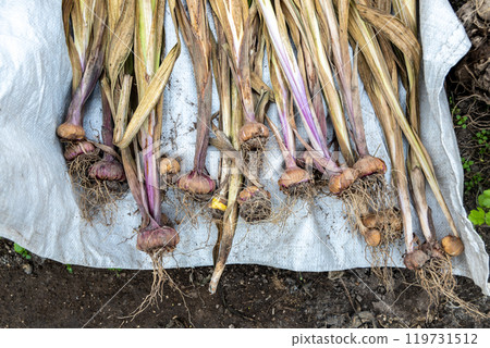 Harvested garlic on the grass while drying in the sun, garlic is fresh harvested 119731512