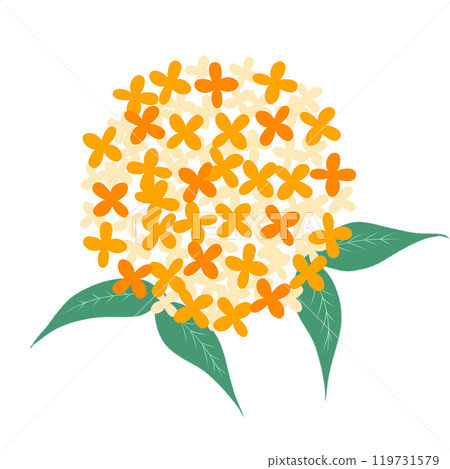 桂花的可愛插畫 119731579