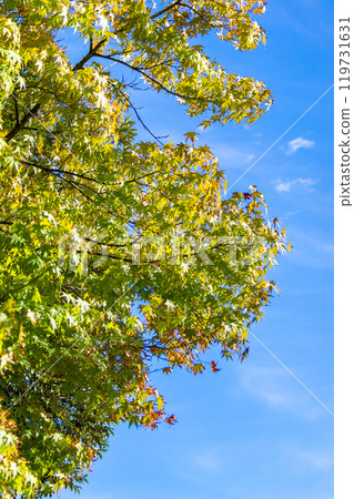 Autumn leaves starting to change color against the blue sky 119731631