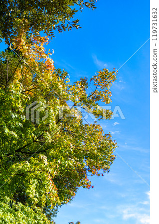 Autumn leaves starting to change color against the blue sky 119731632