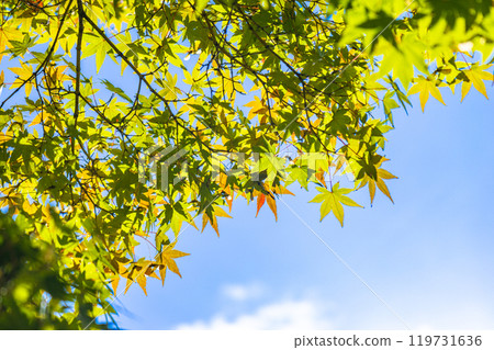 Autumn leaves starting to change color against the blue sky 119731636