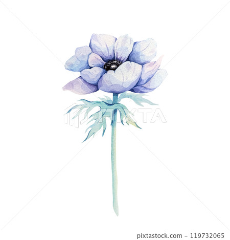 Anemones. Watercolor illustration of airy blue anemones. Botanical illustration. 119732065