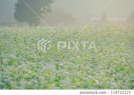 Buckwheat fields in full bloom shining in the morning sun [Omachi City] 119732125