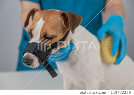 A groomer brushes a dog with a silicone brush. Jack Russell Terrier wearing a muzzle during a beauty procedure.  119732239
