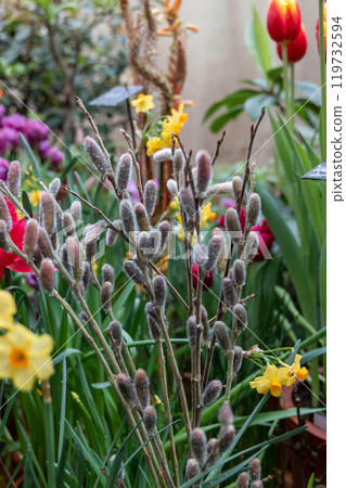 Blossoming pussy willow branches in a vase as a symbol of Easter Blossoming pussy willow branches in a vase as a symbol of Easter 119732594