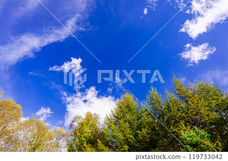 秋天的天空和泛黃的樹木美原高原 119733042