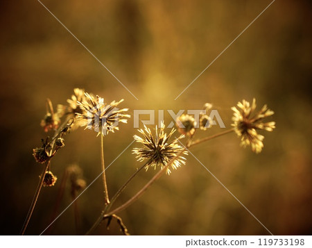 Bidens dandelion illuminated by light Bidens dandelion illuminated by light 119733198