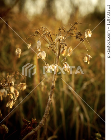Withered hydrangeas illuminated by light 119733213