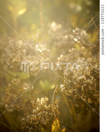 Withered hydrangea flowers illuminated by light 119733221