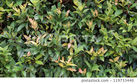 Dense of green leaves wall texture and backdrop, vertical garden, nature background wallpaper. Syzygium australe, brush cherry, scrub cherry, creek lilly pilly, creek satinash, or watergum. Dense of green leaves wall texture and backdrop, vertical garden, nature background wallpaper. Syzygium australe, brush cherry, scrub cherry, creek lilly pilly, creek satinash, or watergum. 119733440